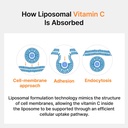 liposomal-vitamin-c-antioxidant-immune-s-5.jpg