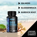 sea-moss-bladderwrack-burdock-immune-sup-3.jpg