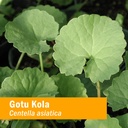 herb-pharm-certified-organic-gotu-kola-l-2.jpg