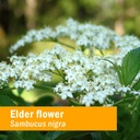 herb-pharm-certified-organic-elder-liqui-2.jpg