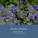 eclectic-herb-skullcap-capsules-natural--4.jpg