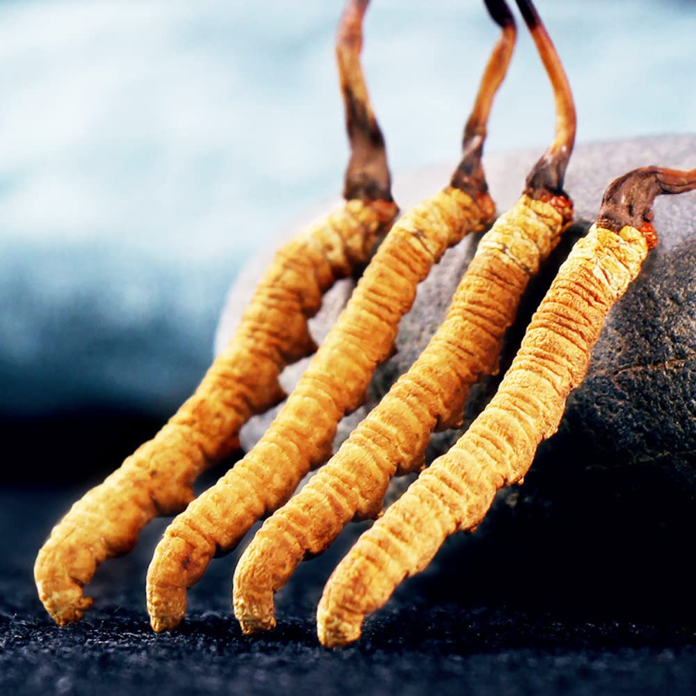 5-grams-100-wild-himalayan-cordyceps-sin-6.jpg