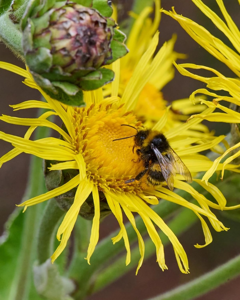 herb-pharm-certified-organic-elecampane--4.jpg