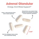 allergy-research-group-arg-adrenal-corte-5.jpg