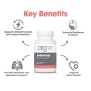 allergy-research-group-arg-adrenal-corte-4.jpg