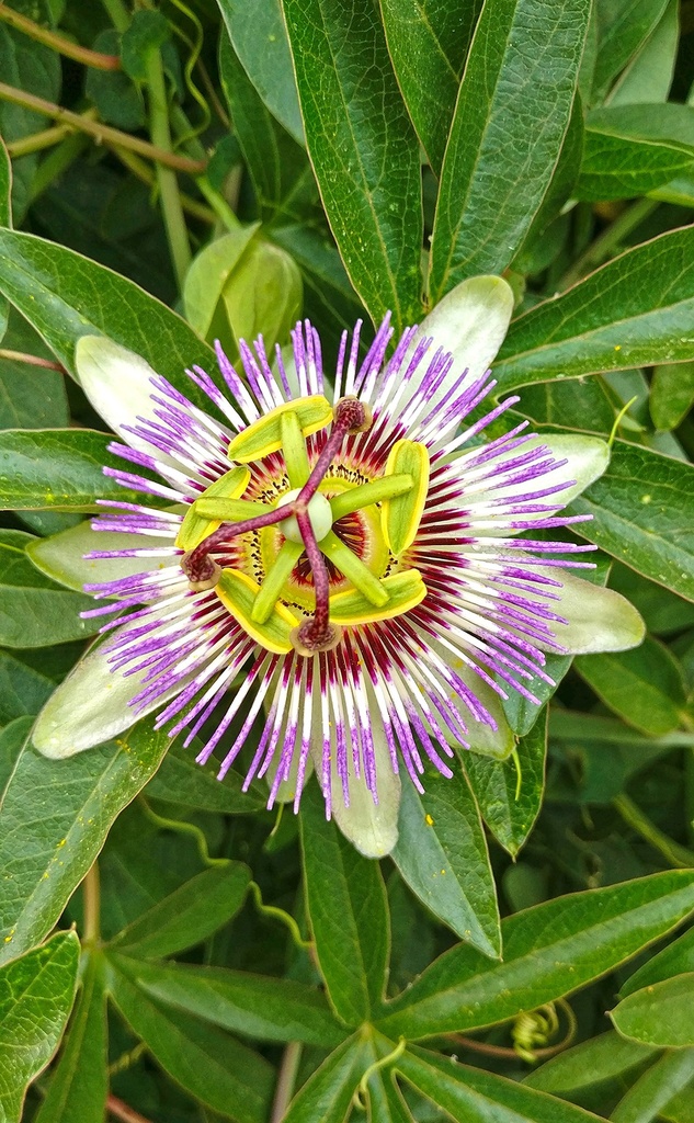 cedar-bear-passionflower-leaf-passiflora-3.jpg