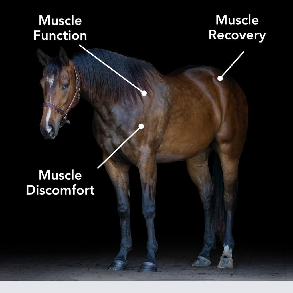 E-Se-Mag (20lb) pour la fonction musculaire et la récupération des chevaux