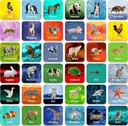 Hebayy 36 paires de cartes flash de match d'animaux de jeu effaçable (chaque mesure 2-