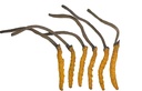 Wild Cordyceps, Ganze Himalyan Cordyceps Sinensis Mushroom, Genuine und sehr selten, High Grade, Boost Energy, Reduzieren Stress für Männer und Frauen, 3 Gramm