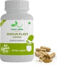 Generische JAGGY Premium Insulin Pflanzenkapseln (Costus Igneus) Natürliche Ergänzung 240 Veggie Kapseln (60 Tage Versorgung) Insulin Pflanze