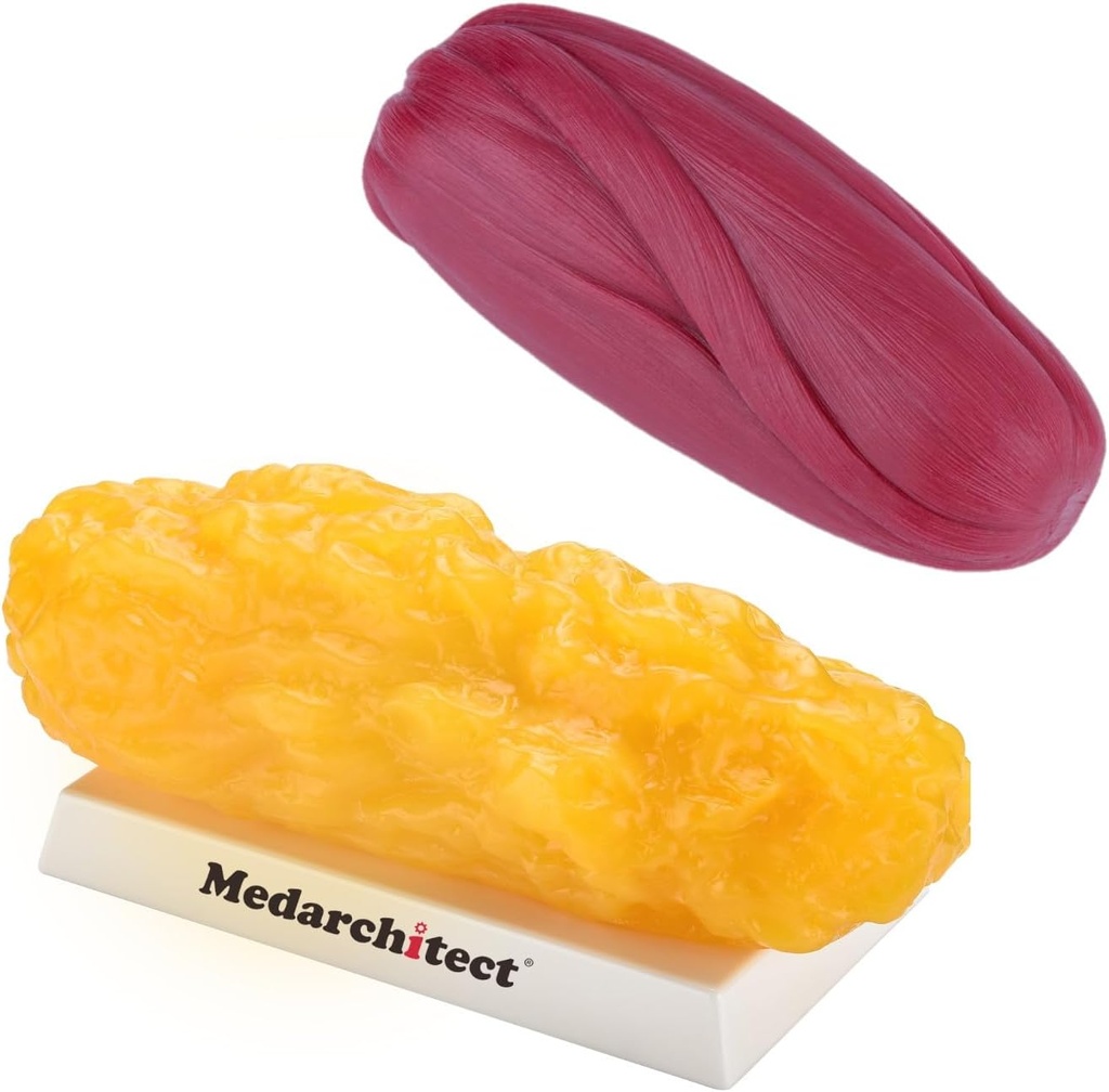 Medarchitect Fat du corps humain authentique et réplica musculaire - 5 lb