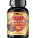 Phellinus linteus Mushroom Extract - Premium Quality, Only Fruiting Bodies, Antiossidante, Immunity Booster, Supporto per fegato, 90 Veg Caps.