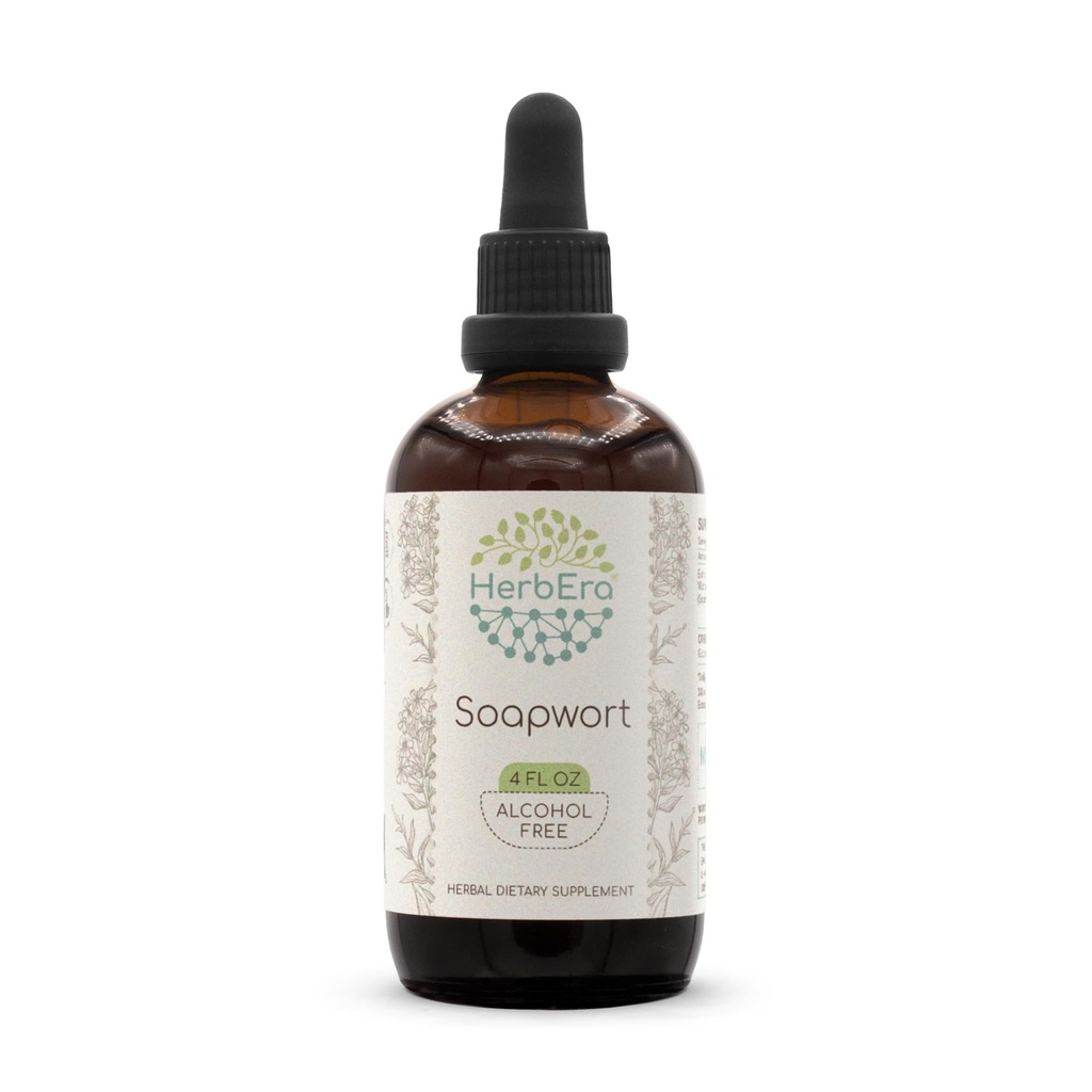 HerbEra Soapwort B120 Alcohol-Free Herbal Extract Tincture, Concentrated Liquid Drops Natural Soapwort (Saponaria officinalis) (4 fl oz)