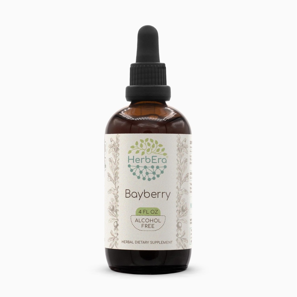 HerbEra Bayberry B120 Alcohol-Free Herbal Extract Tincture, Super-Concentrated Bayberry (Myrica Cerifera) Dried Root (4 fl oz)