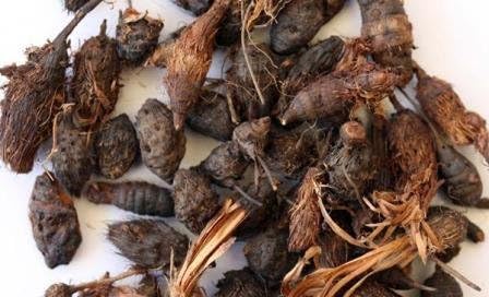 Backtobasics NAGARMOTHA - MUSTAK - CYPERUS ROTUNDUS - TUNGA GADDALU - RAW MAETRIAL (100)