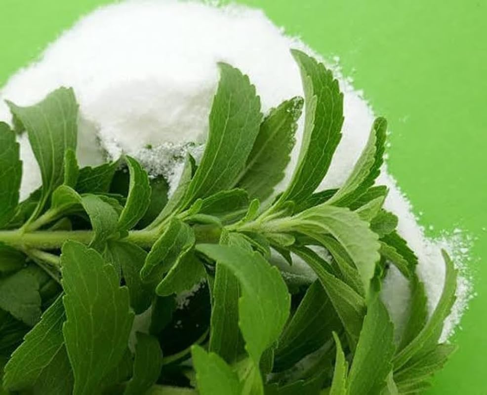 Natural Sweet Tulsi Plant Live (Qualified Healthy Plant) Pack of 1
