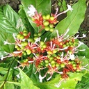 Sarpagandha plant original pack of 1