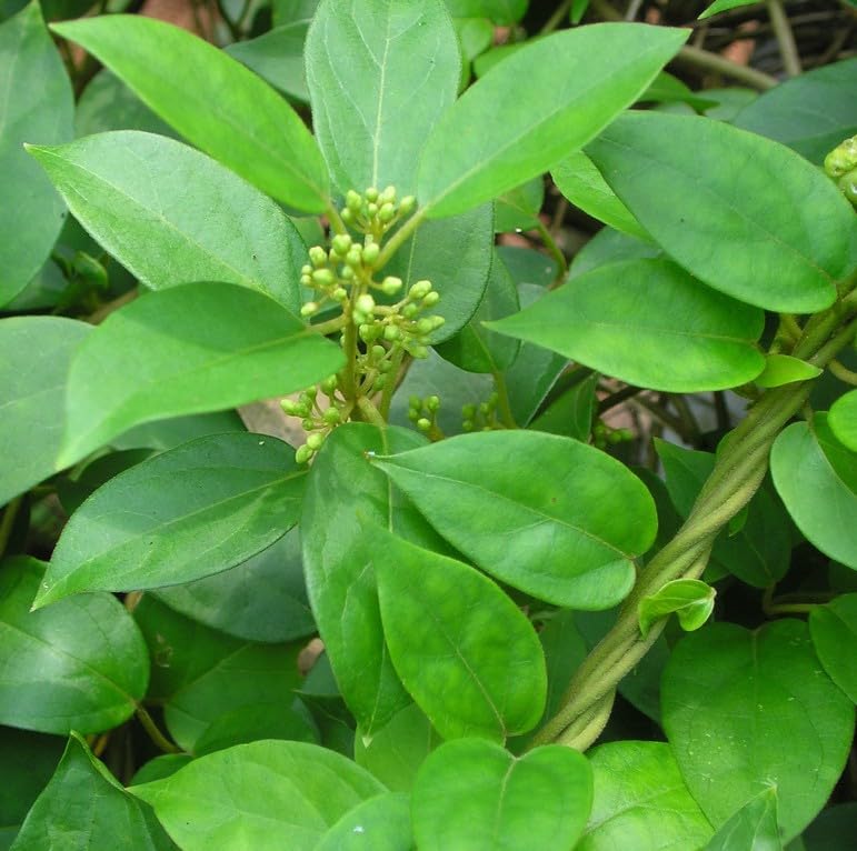 Live Gurmar Plant | Live Gymnema Sylvestre Natural Sugar Control Medicinal Herb Plant | Ayurvedic Sugar Destroyer Herbal Climber for Home, Balcony, Terrace & Outdoor Gardening | Pack of 1