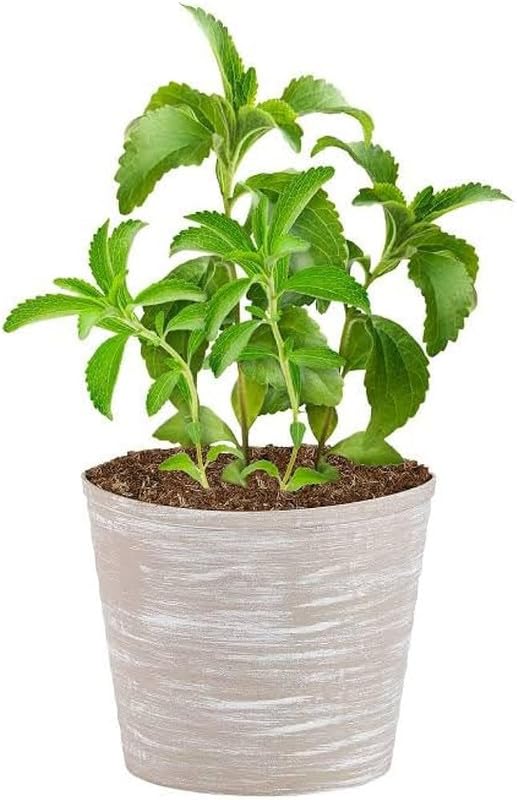 Stevia Plant Online Pack of 1