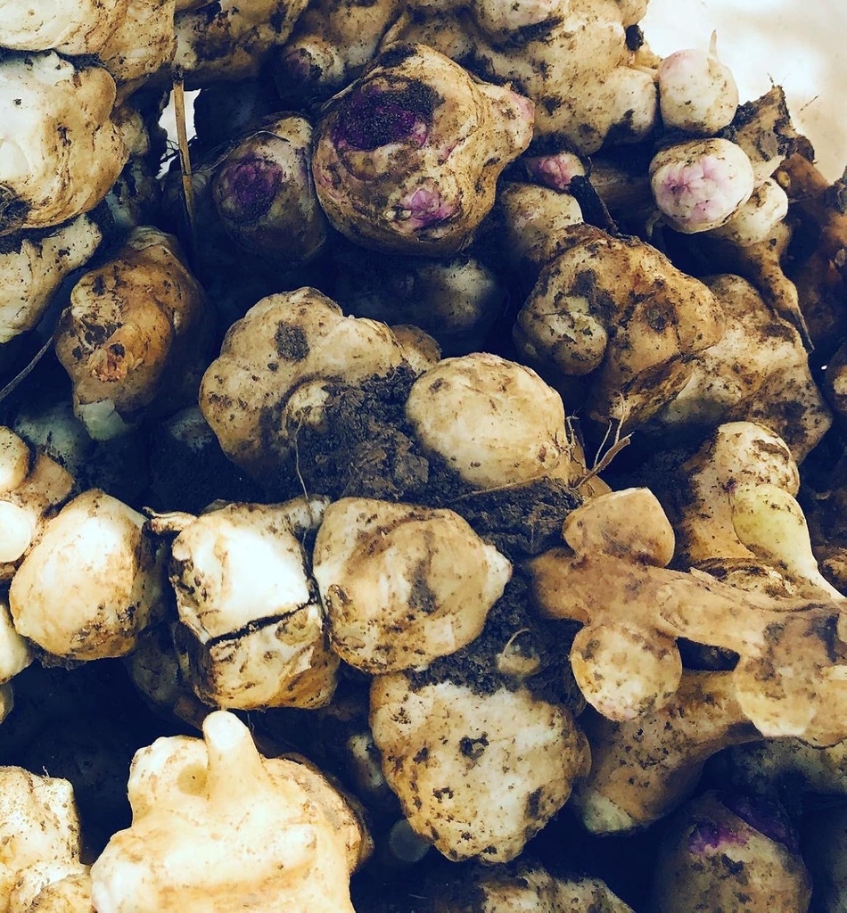 Tubers d'artichauts organiques de Jérusalem (Helianthus tuberosus) - Sunchokes, Sunroot ou Jerusalem Artichauts pour planter ou manger - 5 Tubers by Smoke Camp Crafts