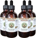 Echinacea Extrait liquide sans alcool, Echinacea (Echinacea Angustifolia) Racine séchée Glycérite Hawaii Pharm supplément naturel à base de plantes 4x4 oz