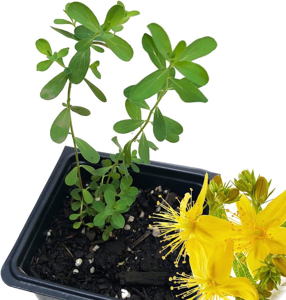 Bio Saint John's Wort Plant, (Hypericum Perforatum) 2,5 Zoll Pot - St. John's Wort Live Plant