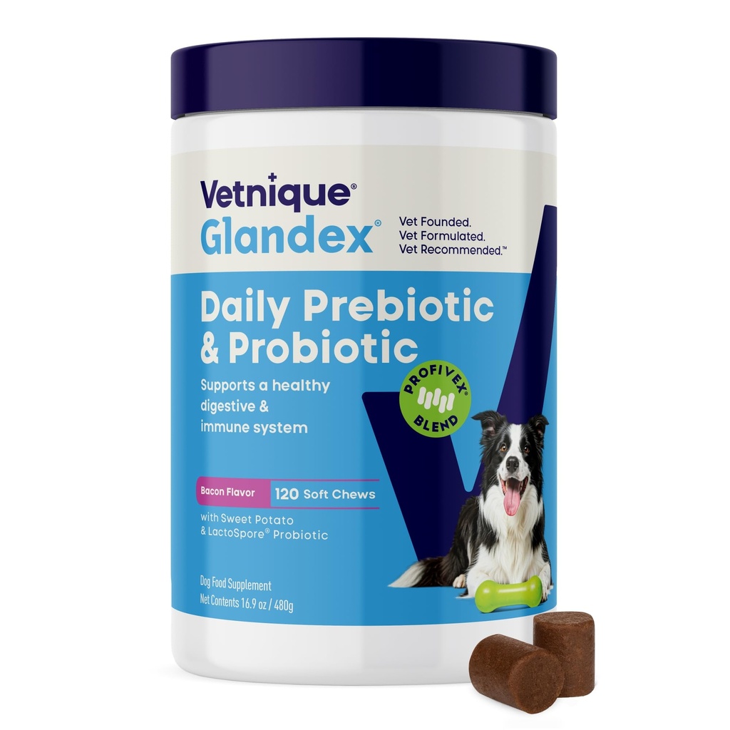 Vetnique Glandex Probiotiques quotidiens pour chiens avec des prébiotiques pour soutenir la santé git avec des enzymes fibreuses et digestives, des chews ou des poudres probiotiques (120ct Chews, bacon Chews)