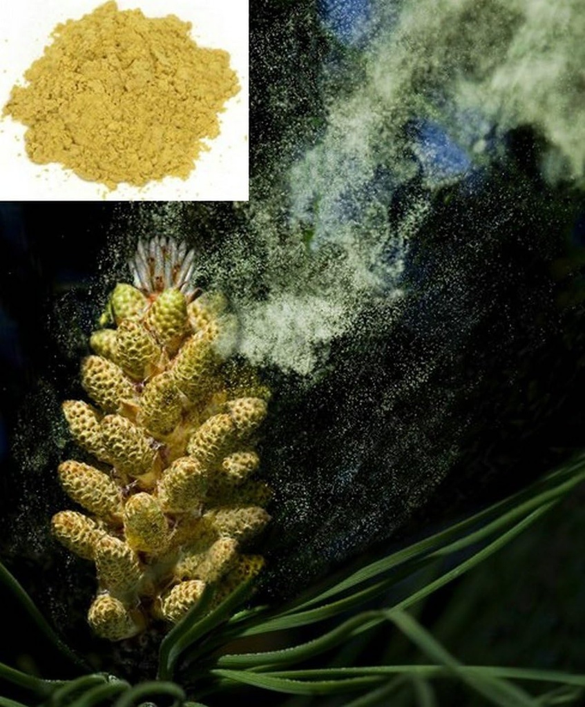 1KG (2.2 LB) polvere di polline di pino di masso di erbe della parete del cellulare cracked, 100% puro & RAW - Wild HARVESTED - SUPERFOOD