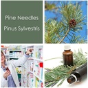 HPDC+ Health & Nutrition Pine Needles Natural Liquid Extract Tincture High in Vitamin C, Bioflavonoide, Antioxidantien, shikimic Acid (100ml / 3.38 fl oz)