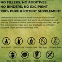 Moringa Oleifera Blattpulver Tabletten - 500mg UNCOATED Organic Pills - Energie, Stoffwechsel, Immun Booster | Complete Green Superfood Supplement - 100% natürliche RAW Vegan Non-GMO (240 Tabletten)