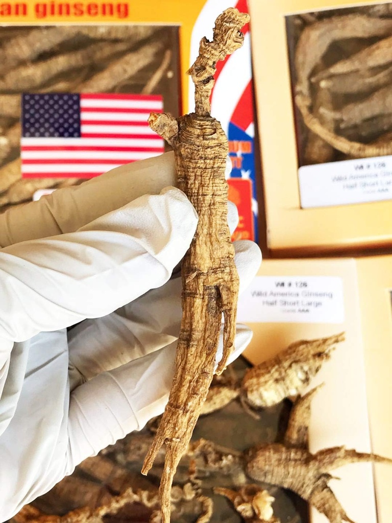 8OZ=227g/Box American Wild Ginseng 15~20 Jahre, Wisconsin Whole Ginseng Root Hand-Selected 大 大 الوالوالوالوالوالوالوابي الوابي الوابي الوابي اربي البي الوالبي ابي ابي البي ابي ابي ابي ابي ابي ابي البي ابي ابي ابي ابي ابي ابي ابي ابي ابي ابي ابي ابي ابي ابي ابي ابي ابي ابي ابي ابي ابي ابي ابي ابي ابي ابي ابي ا