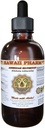 American Silvertop Liquid Extract, American Silvertop (Glehnia Littoralis) Root Tincture Supplement 2 oz