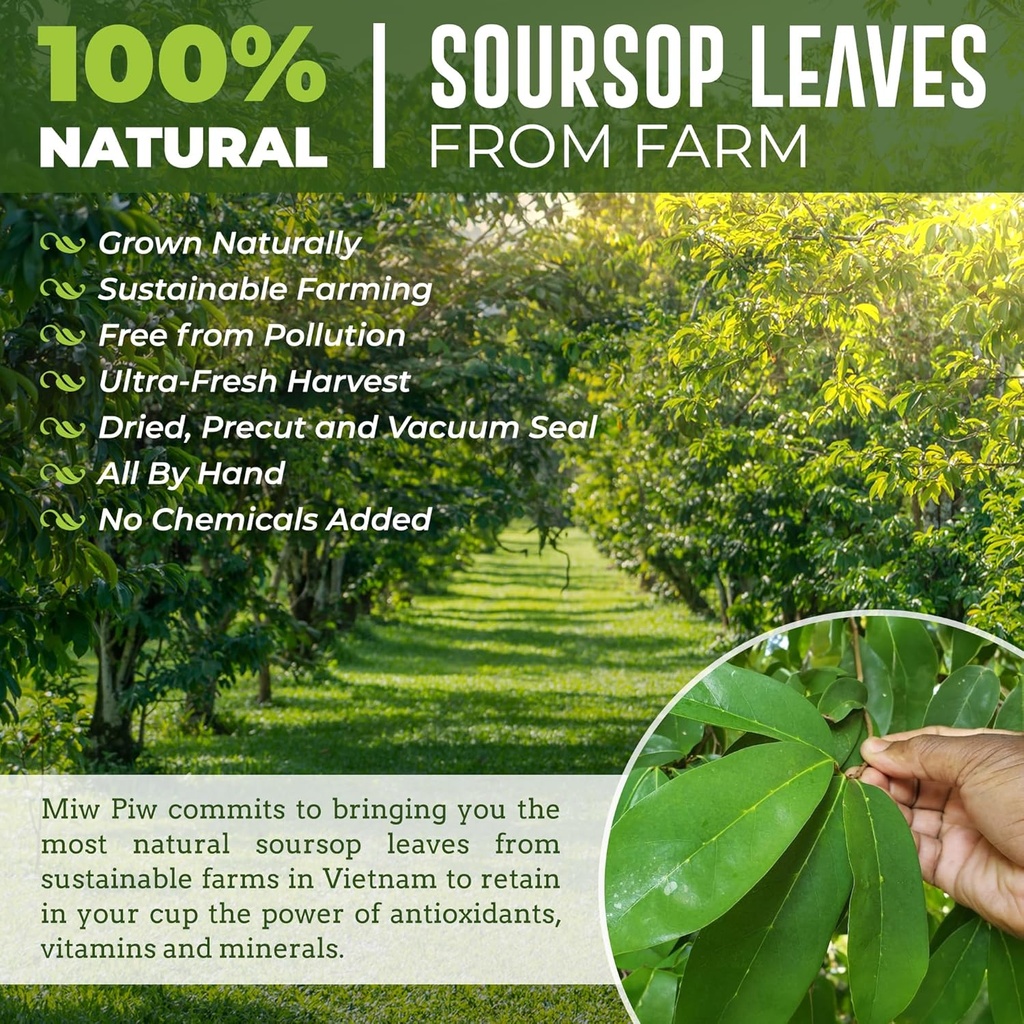 Soursop Graviola Getrocknete Blätter Tee, 250+ Guanabana Blätter, keine Gluten, Wildcrafted, Hoja Guanabana, Loose Blatt Kräutertee, präcut, Relaxing, Good Sleep