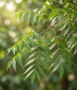 Neem Leaves (330 gram) patti shuddh 100% Organic Handpicked Ayurvedic Herbal Margosa for Health Skin And Hairs Care Boost Immunity