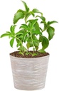 Stevia Plant Online Pack of 1