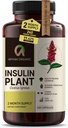 Premium Quality Costus Igneus (Insulin Plant) Kapseln - Einfach zu Swallow 240 Veggie Kapseln (2 Month Supply) - Hergestellt in den USA - Inklusive komplettes Gesundheitsunterstützungsprogramm