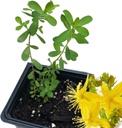 Bio Saint John's Wort Plant, (Hypericum Perforatum) 2,5 Zoll Pot - St. John's Wort Live Plant