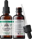 Plantain Tincture, Organic Plantain Extract (Plantago Major) Getrocknete Blatt-Gesundheitsergänzung, Non-GMO in kalt-gepressten organischen Gemüse Glycerin 2 oz, 670 mg