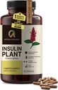 Premium Quality Costus Igneus (Insulin Plant) Kapseln - Einfach zu Swallow 120 Veggie Kapseln (1 Month Supply) - Made in USA - inklusive Komplettes Gesundheitsunterstützungsprogramm