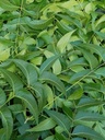 Frische Neem Blätter, Azadirachta Indica, Margosa, aus South Florida. (3 OZ)