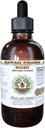 Noni Alcohol-Free Liquid Extract, Organic Noni (Morinda citrifolia) Getrocknete Frucht Glycerite natürliche Kräuterergänzung, Hawaii Pharm, USA 2 fl.oz