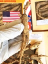 8OZ=227g/Box American Wild Ginseng 15~20 Jahre, Wisconsin Whole Ginseng Root Hand-Selected 大 大 الوالوالوالوالوالوالوابي الوابي الوابي الوابي اربي البي الوالبي ابي ابي البي ابي ابي ابي ابي ابي ابي البي ابي ابي ابي ابي ابي ابي ابي ابي ابي ابي ابي ابي ابي ابي ابي ابي ابي ابي ابي ابي ابي ابي ابي ابي ابي ابي ابي ا
