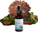 MushroomScience MaitakeGold 404 Pilz-Ergänzung, Flüssiger Extrakt, Gesundheits-Verteidigung Unterstützung, Natürliche Nahrungsergänzung für Erwachsene, Warmwasser extrahierte Pilze, Vegetarisch, 1 Oz, 180 Servierungen